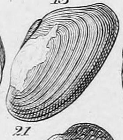 specimen image from publication