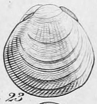 specimen image from publication