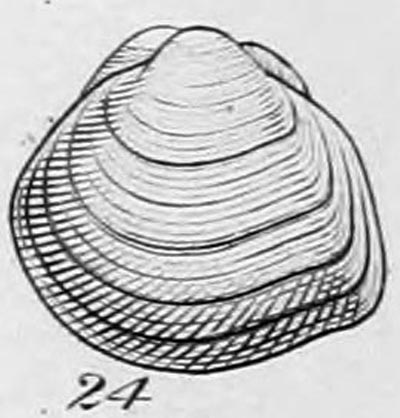 specimen image from publication