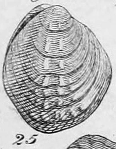 specimen image from publication