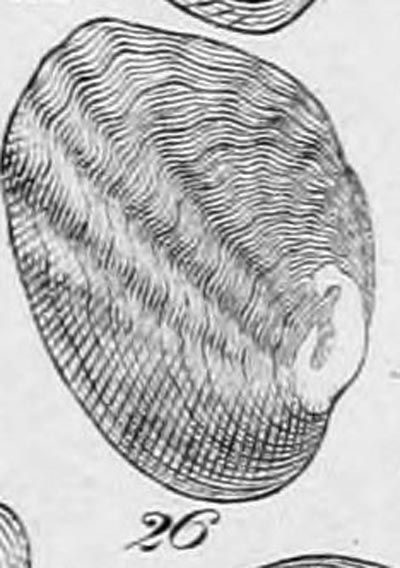 specimen image from publication