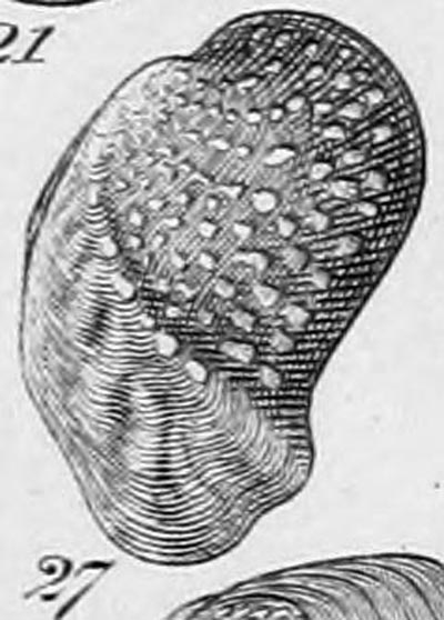 specimen image from publication