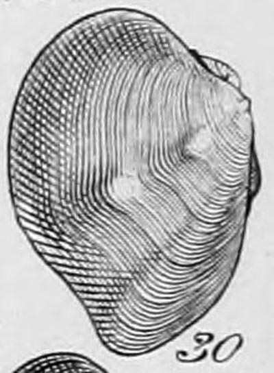 specimen image from publication