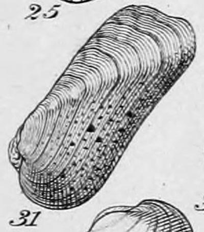 specimen image from publication