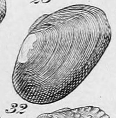 specimen image from publication