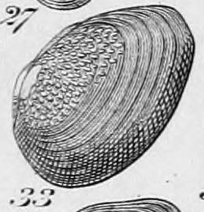 specimen image from publication