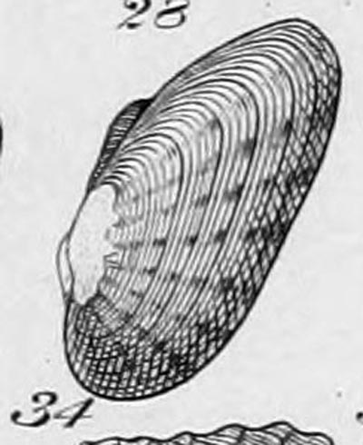 specimen image from publication