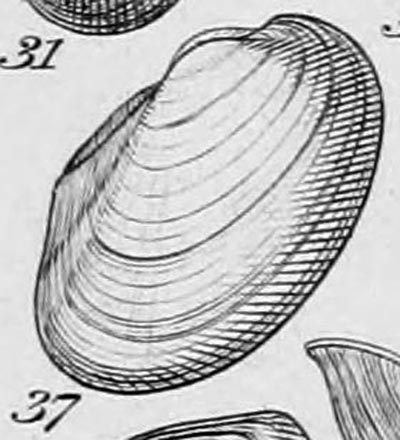 specimen image from publication