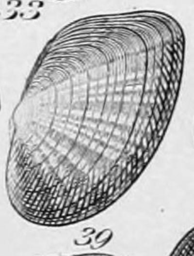 specimen image from publication