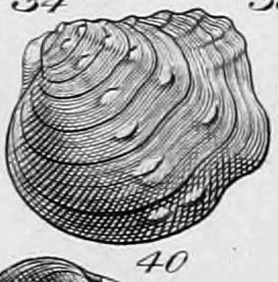 specimen image from publication