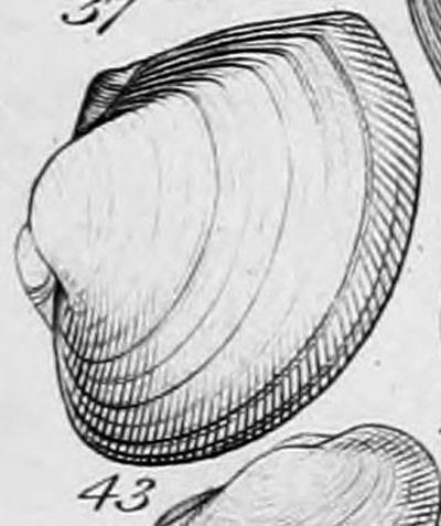 specimen image from publication