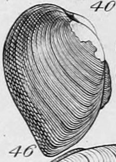 specimen image from publication
