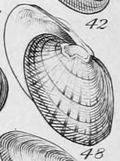 specimen image from publication