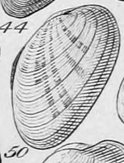 specimen image from publication