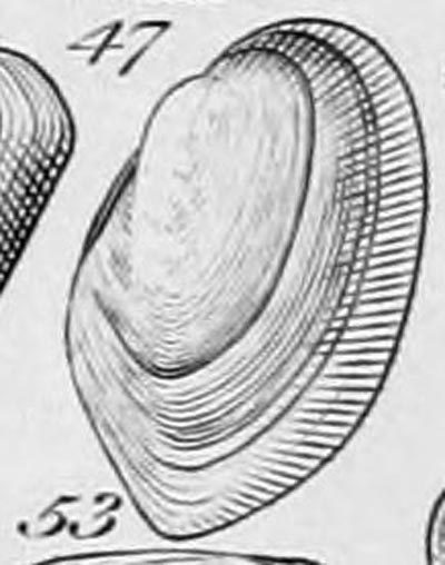 specimen image from publication