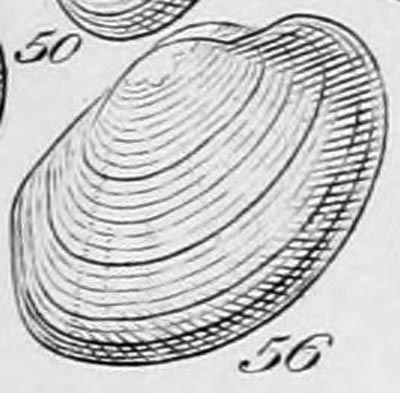 specimen image from publication