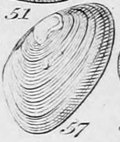 specimen image from publication