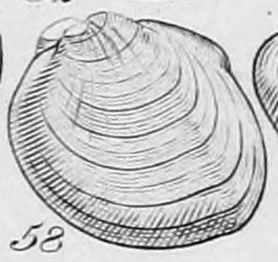specimen image from publication