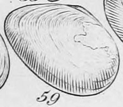 specimen image from publication