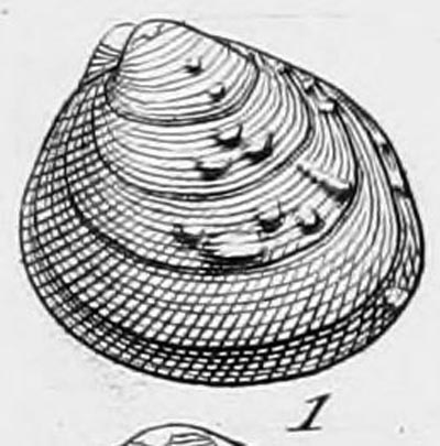 specimen image from publication