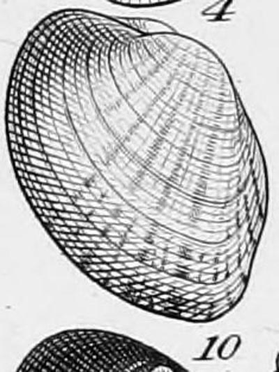 specimen image from publication