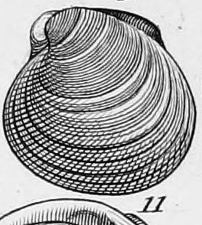 specimen image from publication