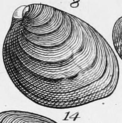 specimen image from publication