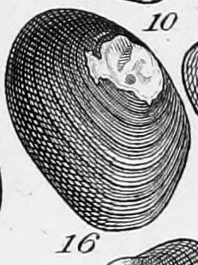 specimen image from publication