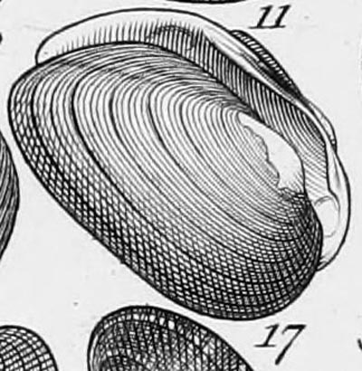 specimen image from publication