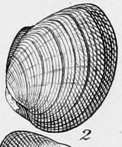 specimen image from publication