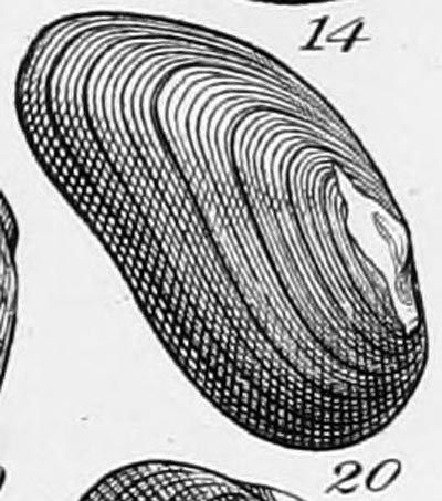 specimen image from publication