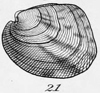 specimen image from publication
