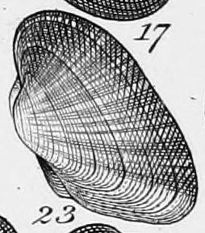 specimen image from publication