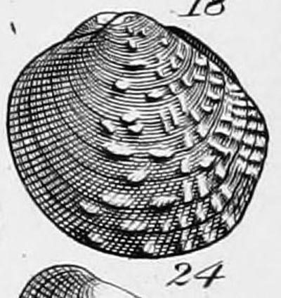 specimen image from publication