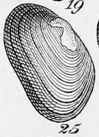 specimen image from publication