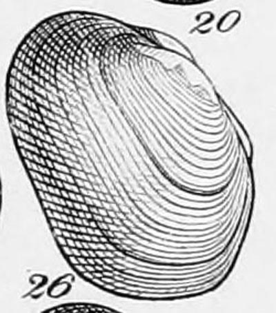 specimen image from publication