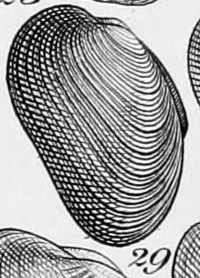 specimen image from publication