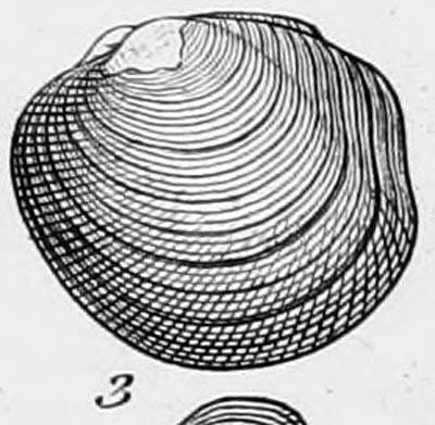 specimen image from publication