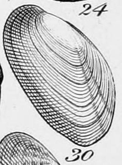 specimen image from publication