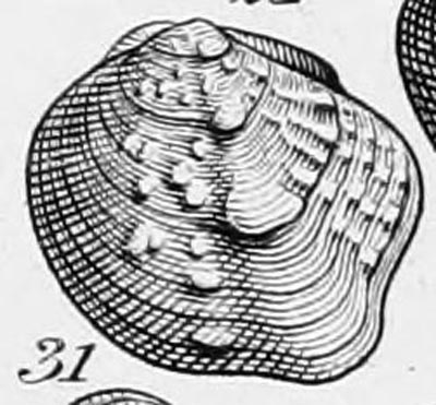 specimen image from publication
