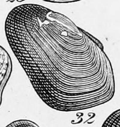 specimen image from publication