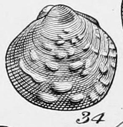 specimen image from publication