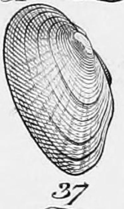 specimen image from publication