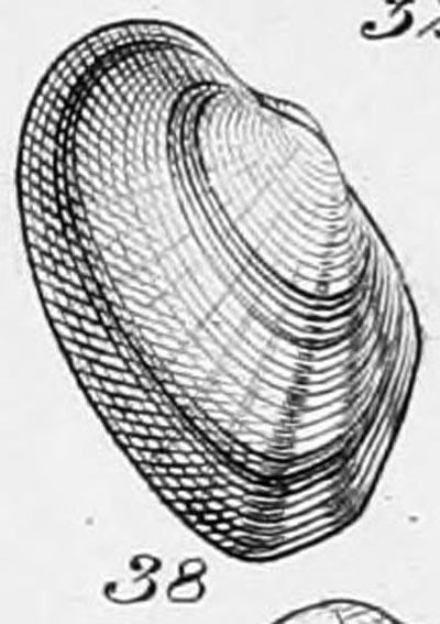 specimen image from publication