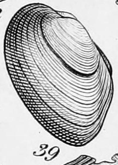 specimen image from publication