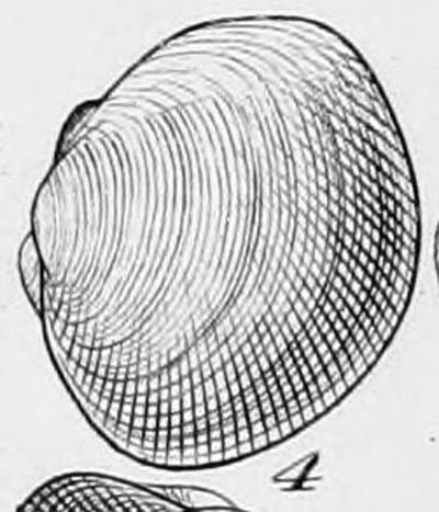 specimen image from publication