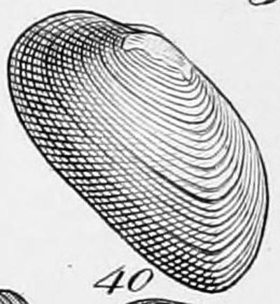 specimen image from publication