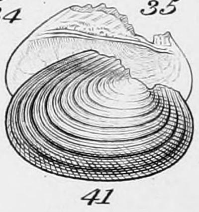 specimen image from publication