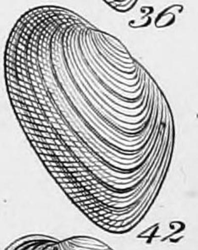 specimen image from publication