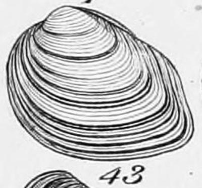 specimen image from publication